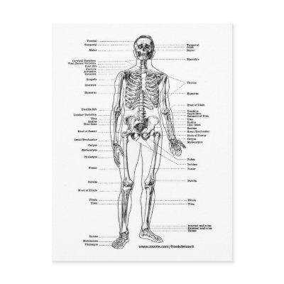 ANATOMY SKELETON T-SHIRTS AND GIFTS POSTCARD by frankdeloach