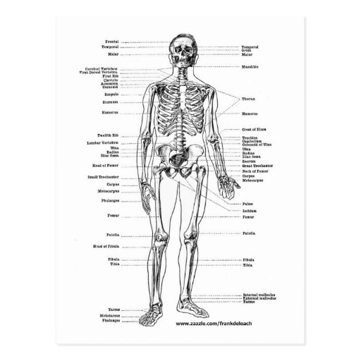 ANATOMY SKELETON T-SHIRTS AND GIFTS POSTCARD