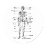 ANATOMY SKELETON T-SHIRTS AND GIFTS ROUND STICKER