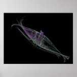 Anchovies Poster
