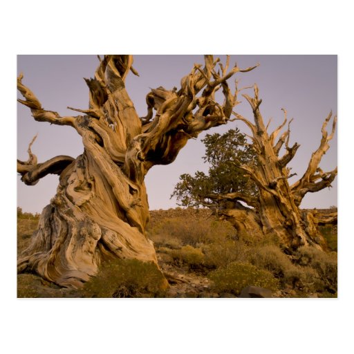 Ancient Bristlecone Forest, White Mountains, CA Post Card