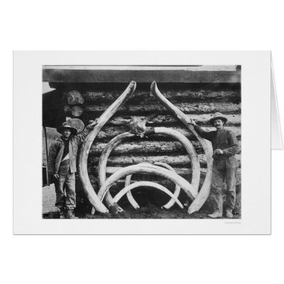 Ancient Mastodon Bones Alaska 1908 Cards by lc_alaska