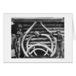 Ancient Mastodon Bones Alaska 1908 cards