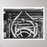 Ancient Mastodon Bones Alaska 1908 posters