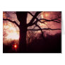 Ancient Oak at Sunset Greeting Cards
