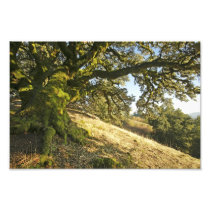 Ancient Oak Tree Photo