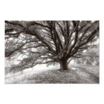 Ancient Oak Tree