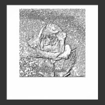 Ancient Rose posters