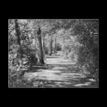 And the path runs through it postcards