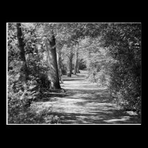 And the path runs through it postcards