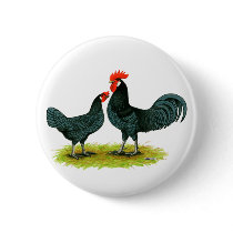 Andalusian Chickens Pinback Buttons