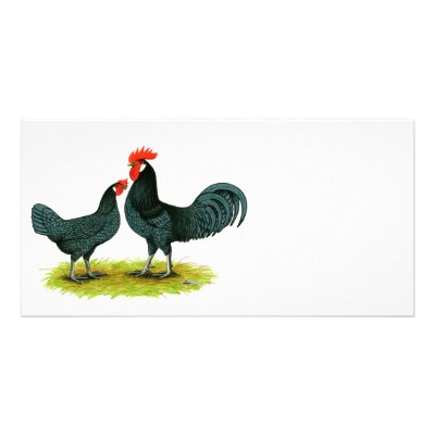 Andalusian Chickens Photo Greeting Card by diane_jacky