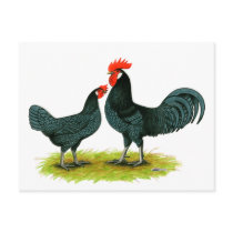 Andalusian Chickens Post Card