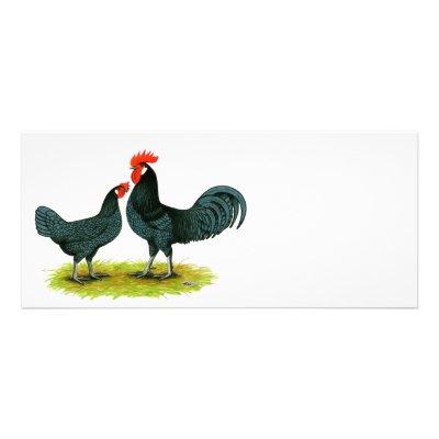 Andalusian Chickens Custom Rack Card by diane_jacky