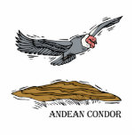 Andrea the Andea Condor photo sculptures