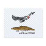 Andrea the Andea Condor Post Cards