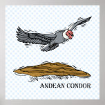 Andrea the Andea Condor Poster