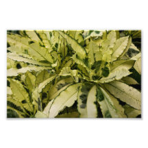 Andrew Croton Photo Print