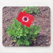 Anemone, (Anemone Coronaria) flowers Mousepads