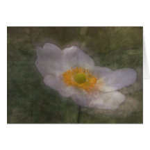 Anemone Dreams Note Card