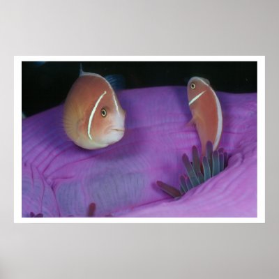 Anemone fish pair posters by neptunezapper