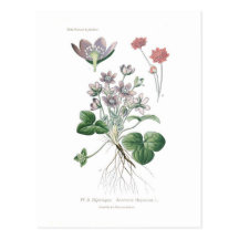 Anemone hepatica postcard