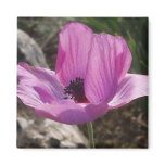 Anemone Magnet