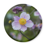 Anemone Magnets