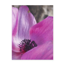 Anemone Petals Postcard
