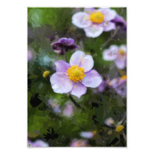 Anemone Photograph
