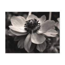 Anemone Post Cards