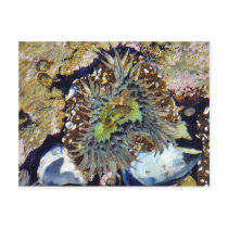 Anemone Post Cards