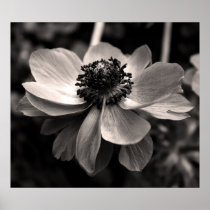 Anemone Print
