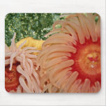 Anemone, Puget Sound, Washington State, U.S.A.  fl Mousepads