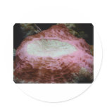 anemone,red round sticker