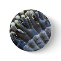 Anemone, Sipadan Island, Borneo, southeast Asia Pinback Buttons