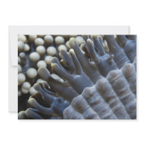Anemone, Sipadan Island, Borneo, southeast Asia Invite