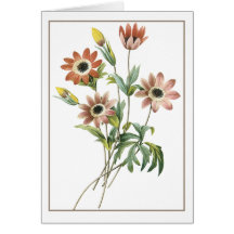 Anemone Stellata Card