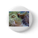 anemone, with peeking clown fish pinback button