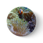 anemone, with peeking clown fish buttons