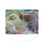 anemone, with peeking clown fish stickers