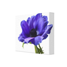 Anemone Wrapped Canvas Gallery Wrapped Canvas