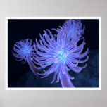 Anemones posters