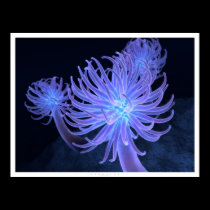 Anemones posters