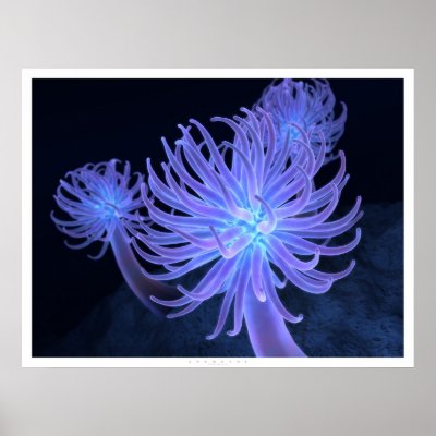 Anemones Print by digitalblasphemy