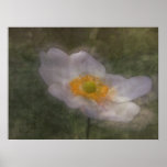 Anenome Dreams Poster