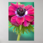 anenome poster