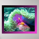 Anenome with its protectors - Palau Posters