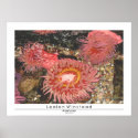 Anenomes posters