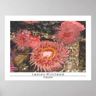 Anenomes Posters by Lealon